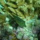 93- Canthigaster mouchete 